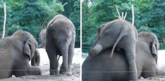 Bebé elefante traquina não deixa a mãe descansar