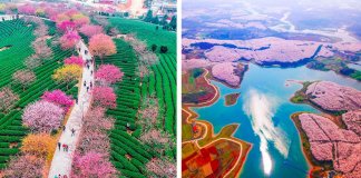 Cerejeiras na China tornam a paisagem numa das mais lindas do Mundo