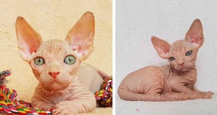 Gatinho de raça Sphynx torna-se numa verdadeira sensação das redes sociais