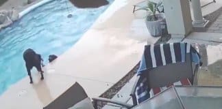 Cachorro heróico salta para piscina para salvar melhor amigo