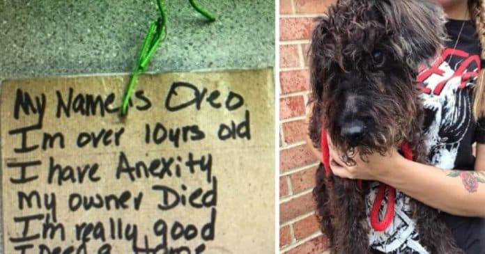 Velho cachorro foi deixado amarrado a um poste com um dos bilhetes mais tristes de sempre