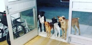 Cachorros de sem-abrigo esperam ansiosos na porta do hospital que este seja atendido