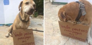 Cachorro com câncer consegue pagar quimioterapia ao vender bolos