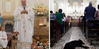 Padre brasileiro deixa que cães abandonados entrem na igreja para encontrarem novas famílias