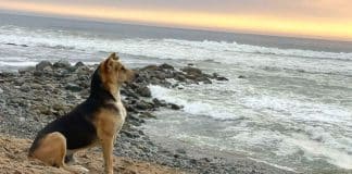 “Partiu meu coração”: Cão vai todos os dias para a praia esperar pelo dono que o mar levou