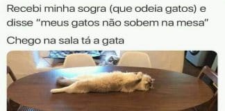 Sabem porque os gatos se esfregam nas pessoas?