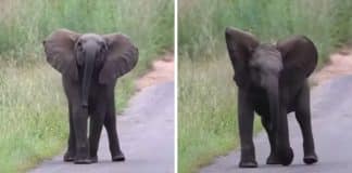 VÍDEO: Bebê elefante encanta ao fazer “dança” adorável sem saber que está sendo filmado