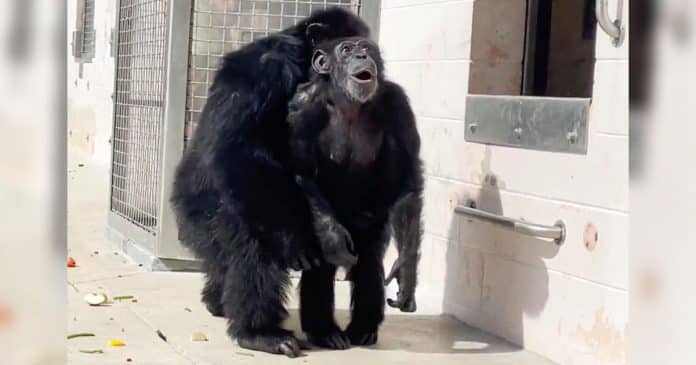 Momento emocionante mostra chimpanzé de 29 anos vendo o céu pela primeira vez na vida