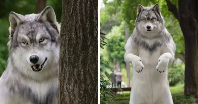 Homem gasta mais de R$100 mil para se tornar um lobo: “Não sou mais humano”