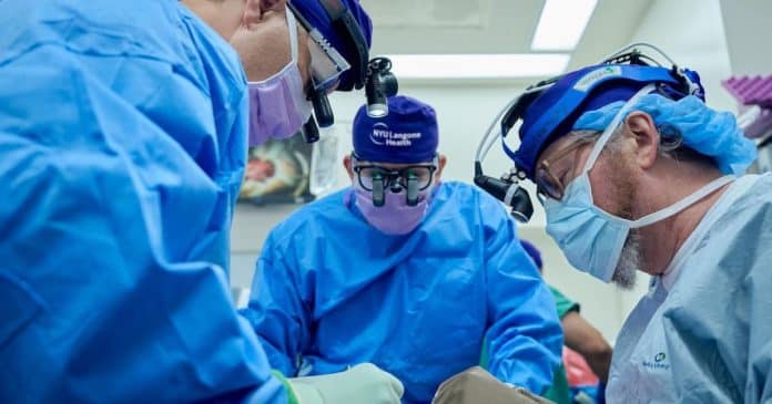 Cirurgiões comemoram: Paciente com rim de porco transplantado continua a funcionar há mais de um mês no corpo humano