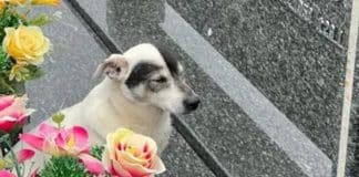 Cãozinho visita túmulo do seu tutor todos os dias desde sua morte