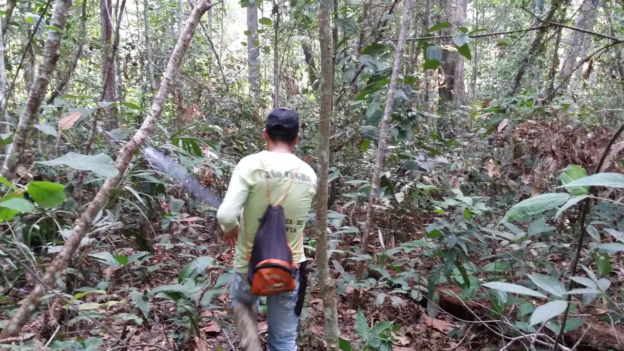 sabiaspalavras.com - Terra preta da Amazônia: segredos enterrados revela verdadeira "mina de ouro"