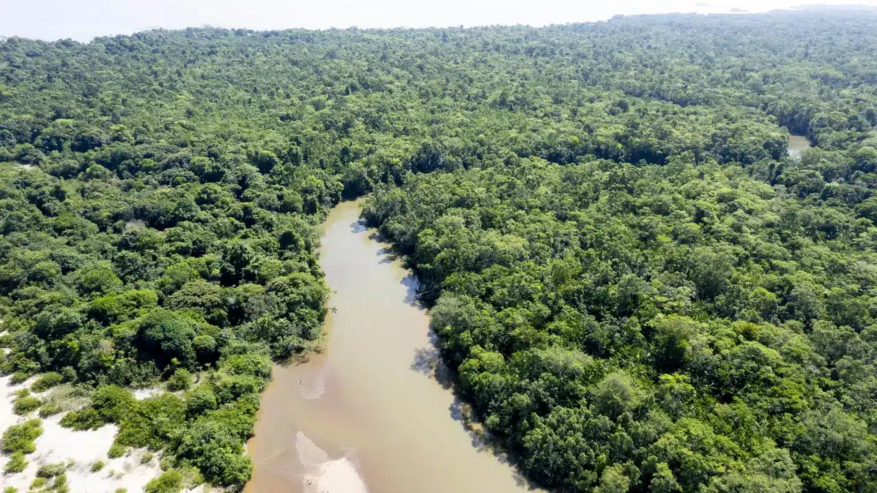 sabiaspalavras.com - Terra preta da Amazônia: segredos enterrados revela verdadeira "mina de ouro"