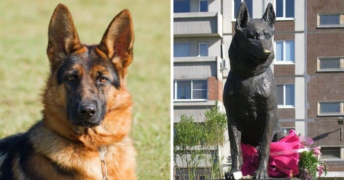 Único sobrevivente, cão fiel permanece 7 anos em local de acidente que matou seus tutores