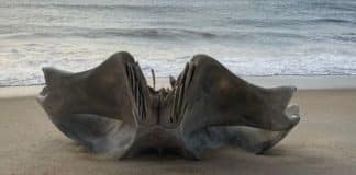 Misterioso crânio gigante de criatura de 40 toneladas é visto em praia e impressiona moradores