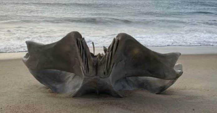 Misterioso crânio gigante de criatura de 40 toneladas é visto em praia e impressiona moradores