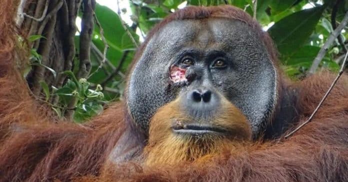 Orangotango com ferida surpreende cientistas ao ser visto usando planta como remédio