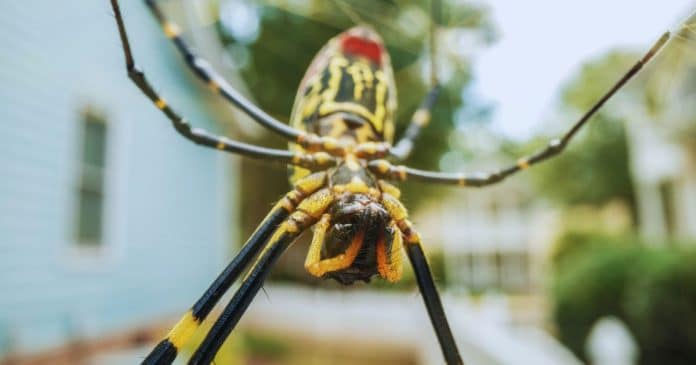 Aranhas voadoras venenosas gigantes se espalham pelo Estados Unidos e deixam moradores me pânico