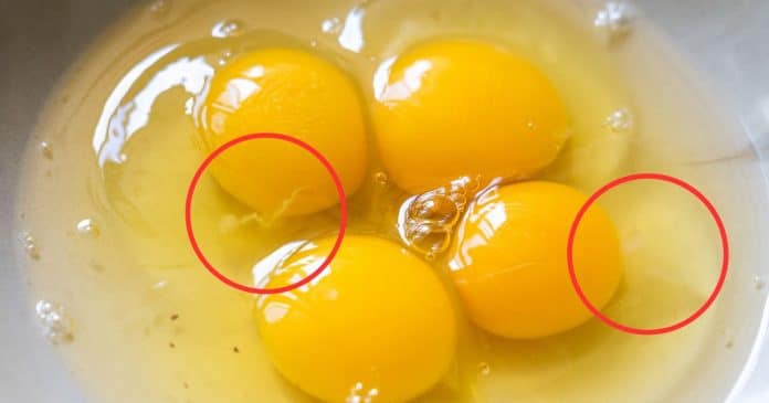 Fio branco misterioso dentro dos ovos: você já encontrou um OVO COM CHALAZA?