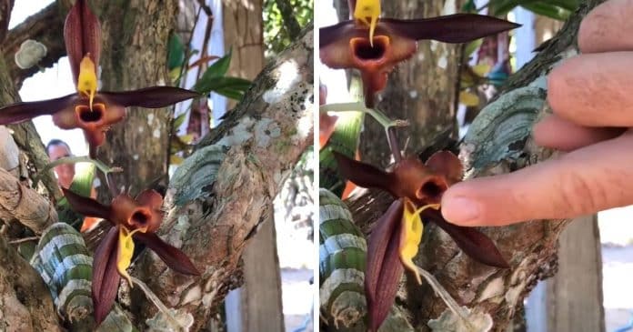 VÍDEO: Veja o que acontece quando você toca essa espécie de orquídea