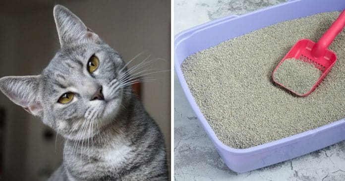 Como tirar cheiro de xixi de gato da casa? Saiba como se livrar desse terrível mau cheiro