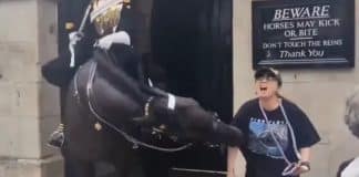 Em Londres, mulher desmaia após ser mordida por cavalo da Guarda Real