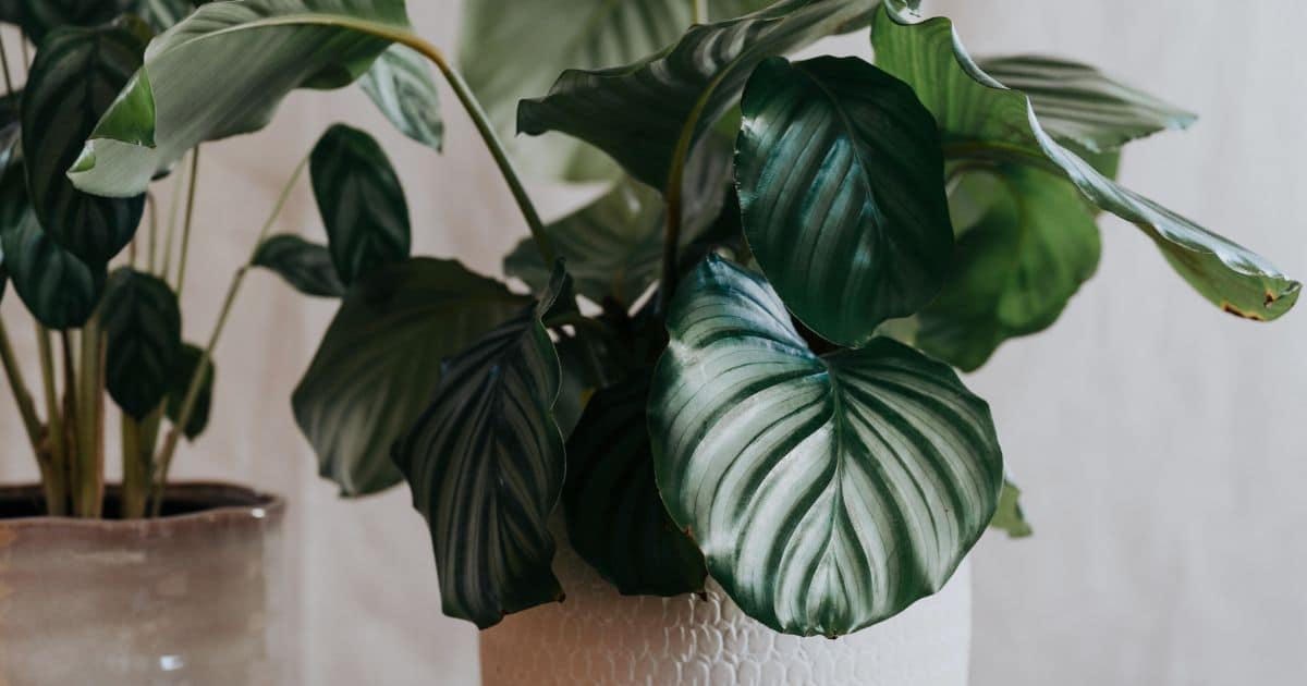 sabiaspalavras.com - Estas seis plantas fantásticas acabam com bolor negro de ambientes úmidos de sua casa