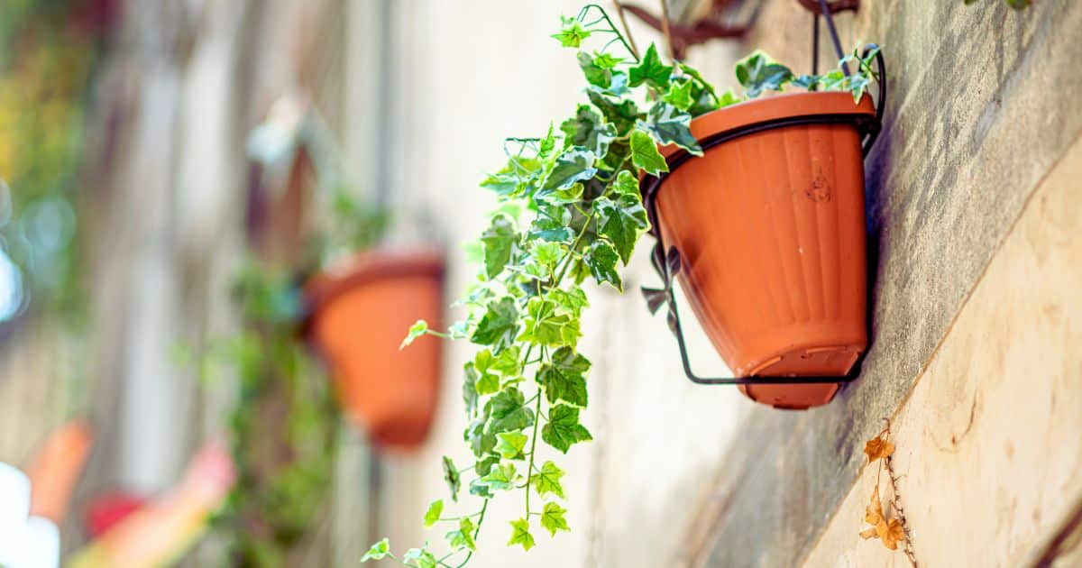 sabiaspalavras.com - Estas seis plantas fantásticas acabam com bolor negro de ambientes úmidos de sua casa