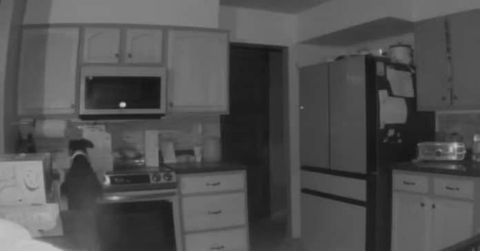 VÍDEO: Cachorro liga fogão no meio da noite e incendeia casa