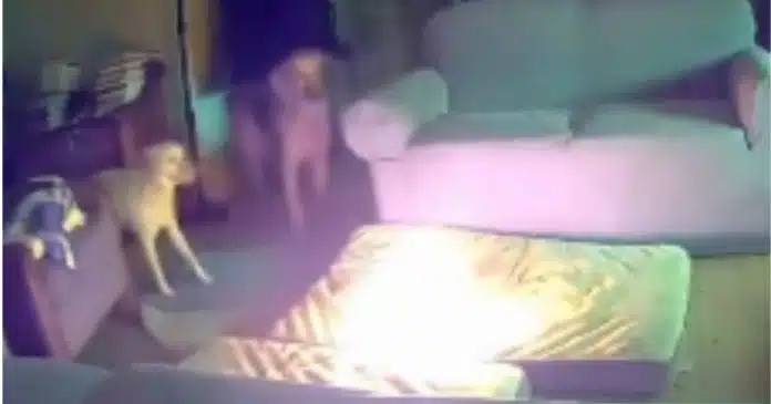 VÍDEO: Cão mastiga carregador e provoca incêndio em uma casa nos EUA