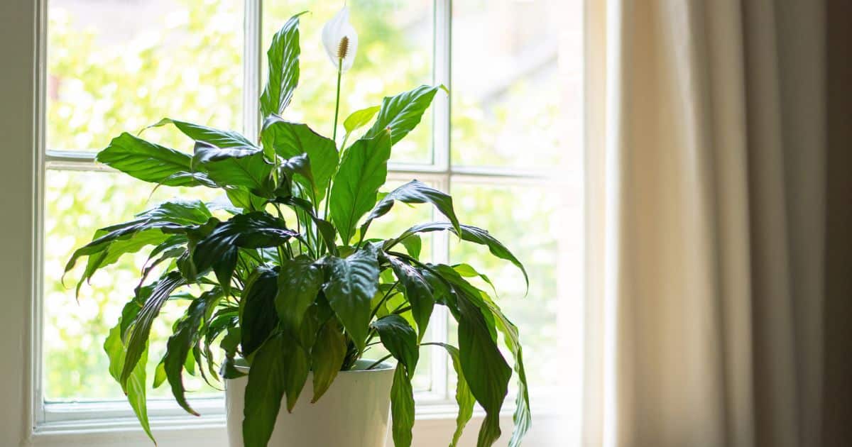 sabiaspalavras.com - Plantas poderosas que absorvem calor e e ajudam a refrescar o interior da casa