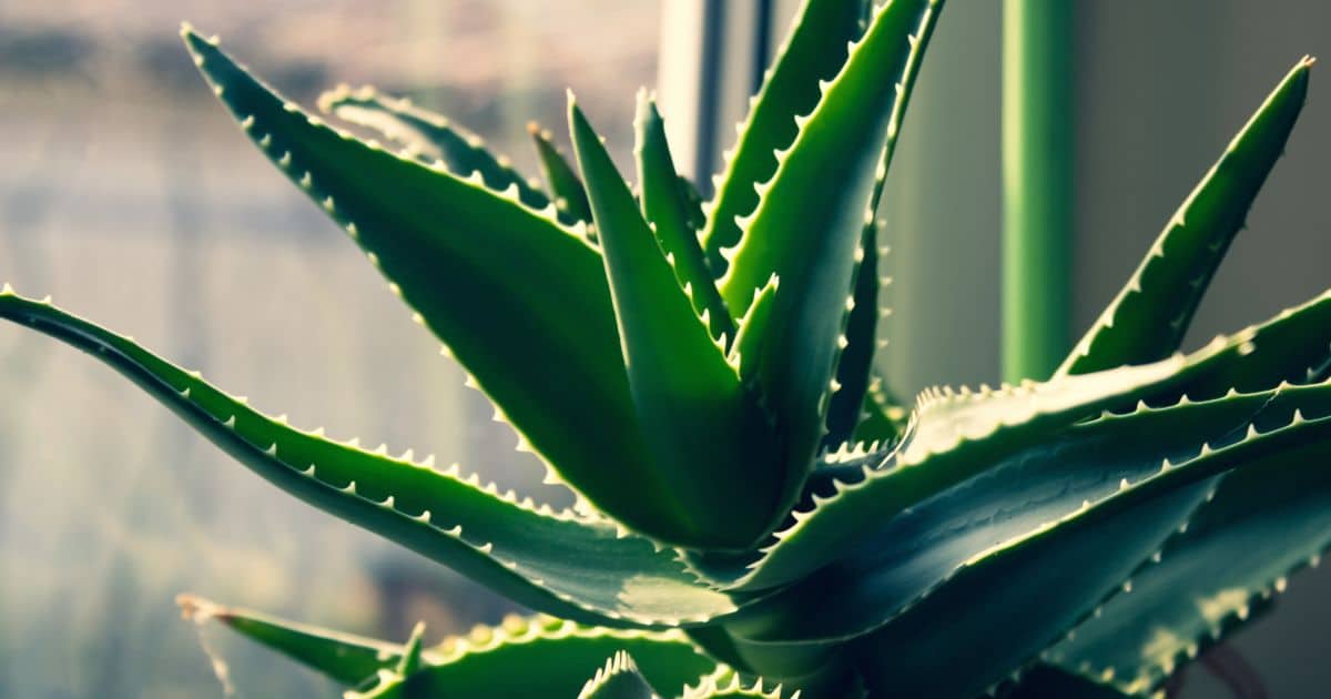 sabiaspalavras.com - Plantas poderosas que absorvem calor e e ajudam a refrescar o interior da casa