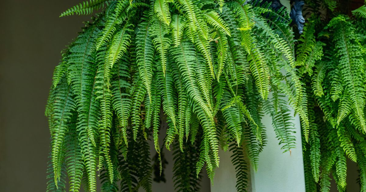 sabiaspalavras.com - Plantas poderosas que absorvem calor e e ajudam a refrescar o interior da casa