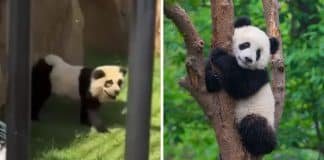 Zoológico na China causa polêmica ao admitir ter pintado cachorros para parecerem pandas