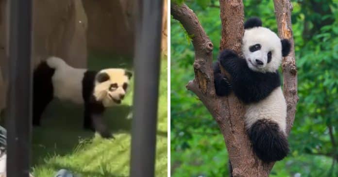 Zoológico na China causa polêmica ao admitir ter pintado cachorros para parecerem pandas