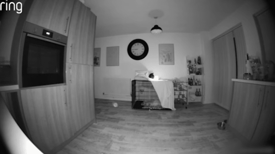 sabiaspalavras.com - 'Fantasma' é capturado em câmera de campainha com detalhes assustadores - enquanto um orbe misterioso flutua pela casa