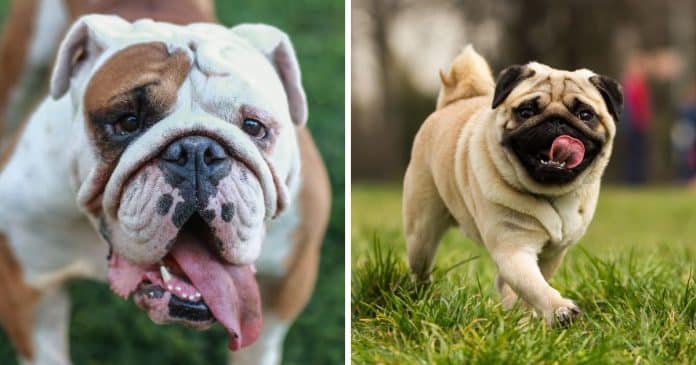 Veterinários recomendam que parem de comprar cães da raça Pugs e Bulldogs: Entenda os motivos