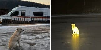 Cachorrinha leal fica dias no local onde seu dono caiu no gelo e morreu ao arriscar atalho em rio congelado