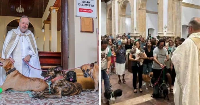 Padre resgata cães e os leva à missa para adoção: “Que atitude linda!”