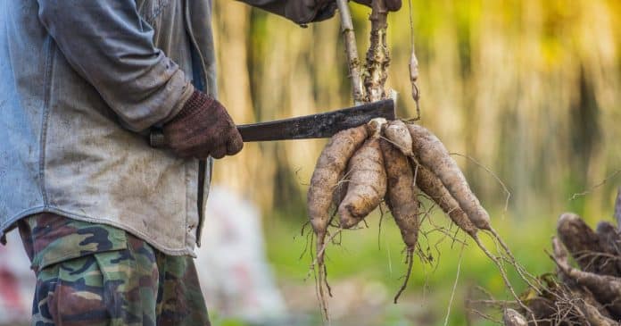 Perigo no Prato: Alimento ‘mais mortal’ é um dos mais consumidos no mundo