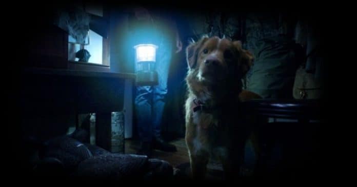 Esse novo filme de terror “doce e assustador” contado inteiramente do ponto de vista do cachorro está conquistando a crítica