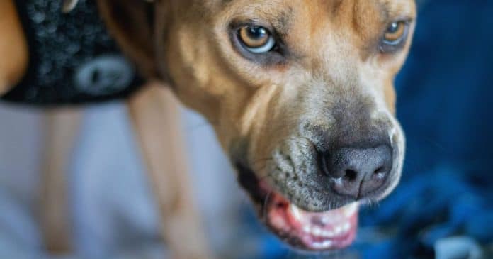 Funcionário processa empresa após ser mordido pelo próprio cachorro durante home office