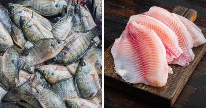 O lado sombrio da ‘tilápia’: Por que ninguém mais deveria comer esse peixe